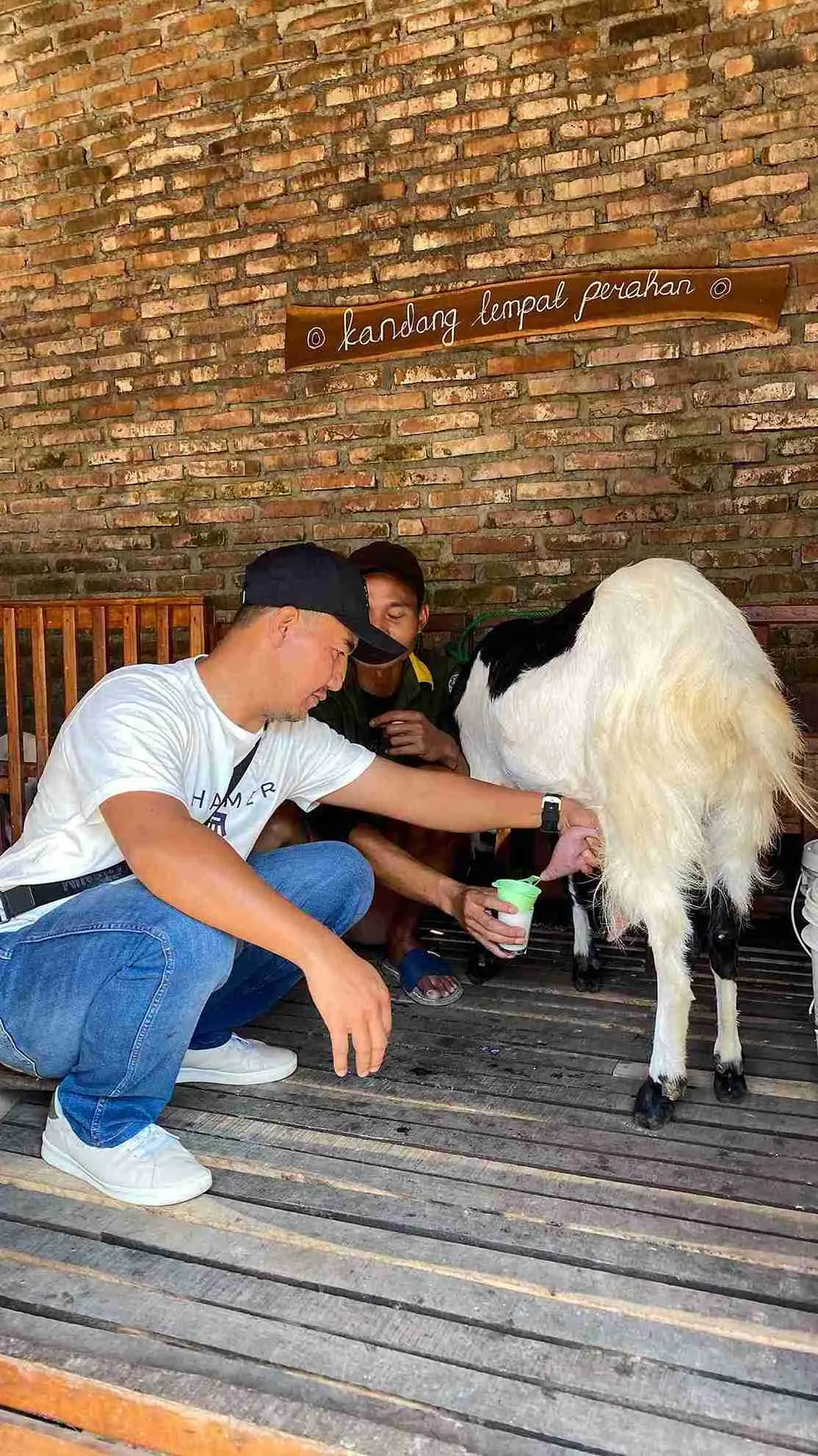 Edukasi Kambing Etawa